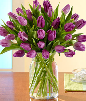 30 Purple Tulips